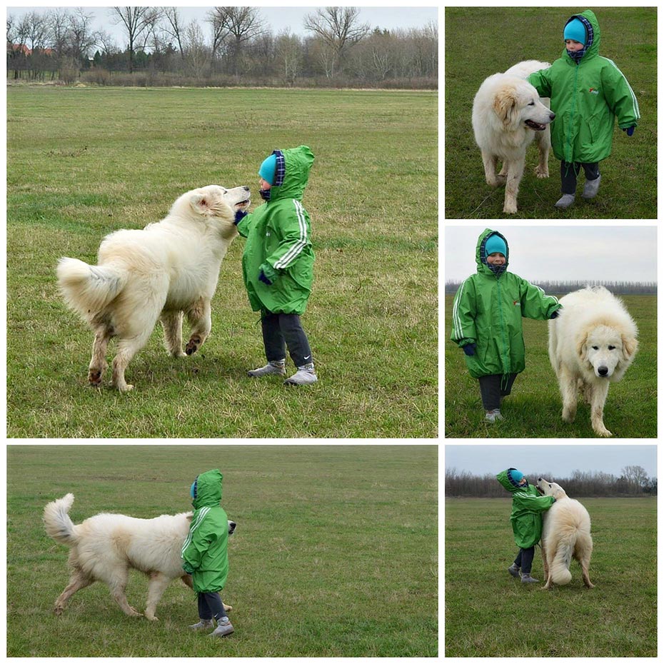 Learn more about Great Pyrenees!