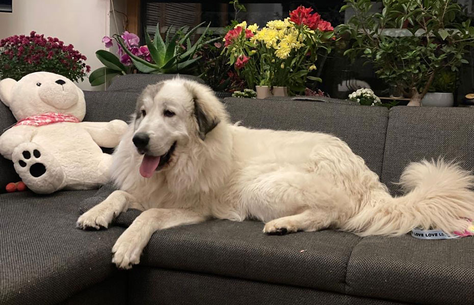 How to care for a Great Pyrenees