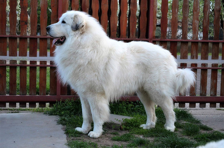 A pireneusi hegyikutya tartása